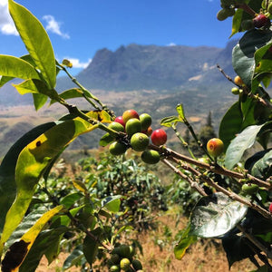 Peru Cafe Femenino, Single Origin Coffee